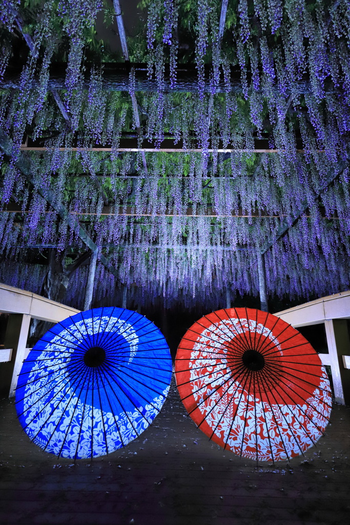 藤の花に和傘をそえて・・・