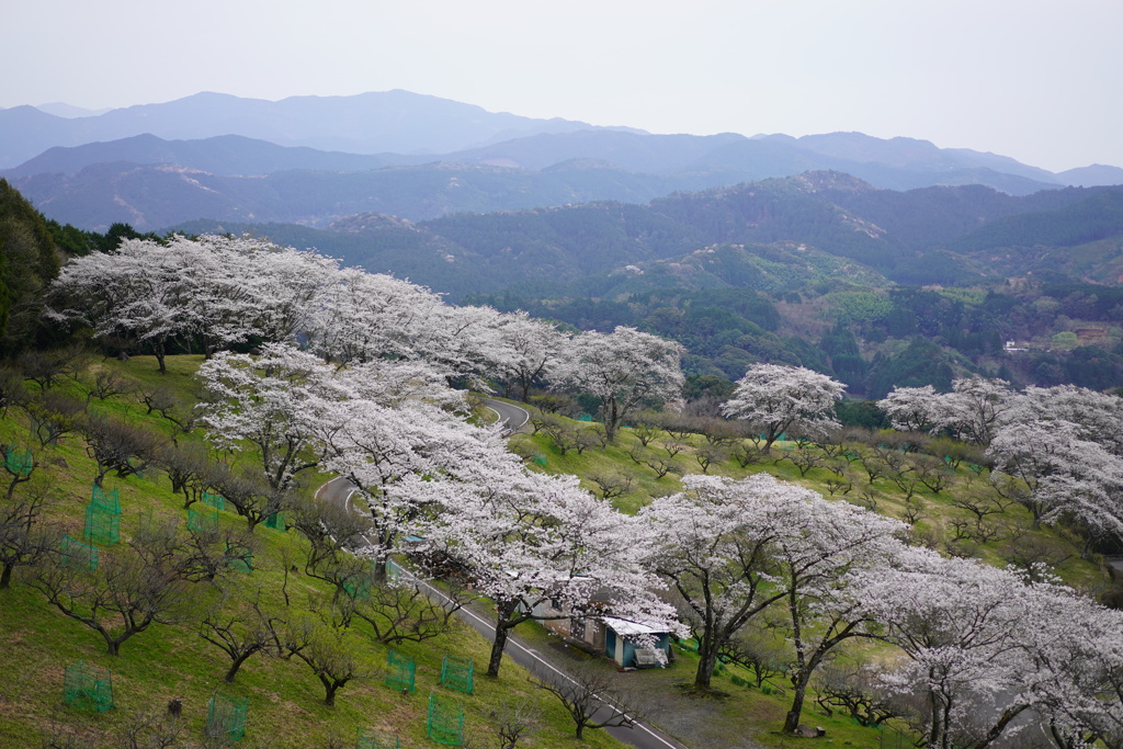 おこばの桜