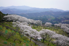 おこばの桜