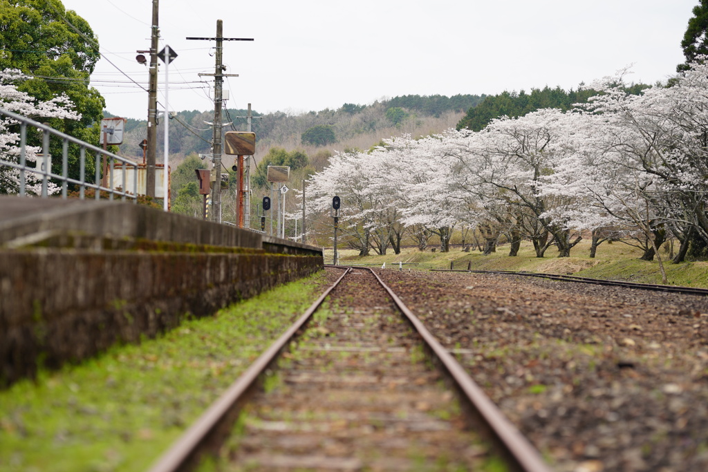 駅舎と桜