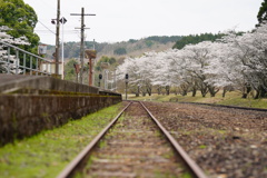 駅舎と桜
