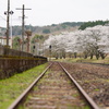 駅舎と桜