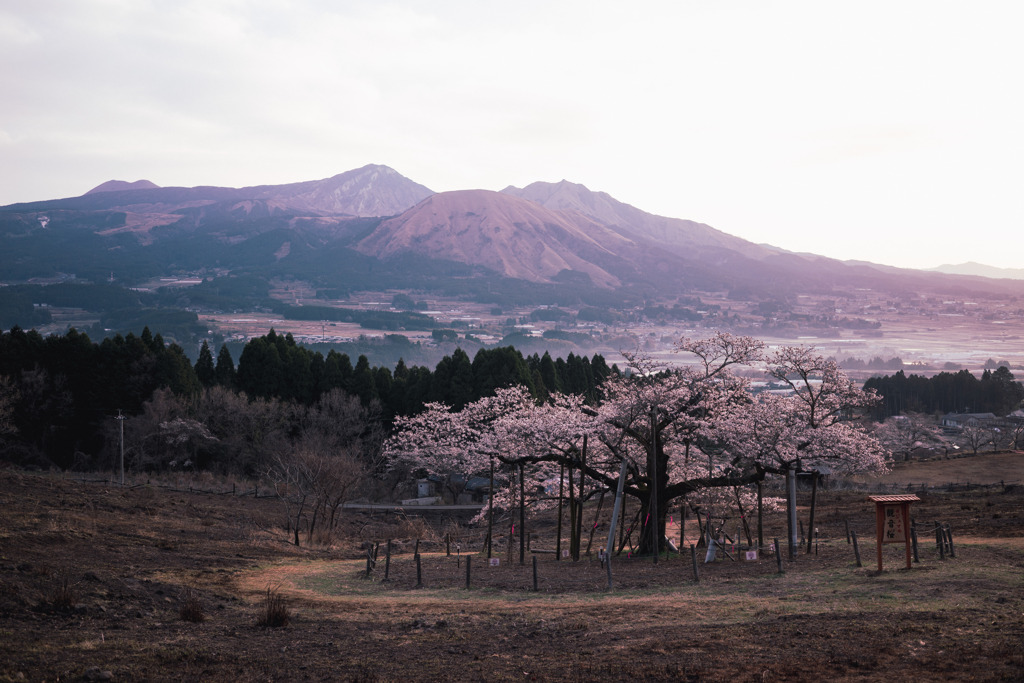 阿蘇×桜