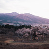 阿蘇×桜