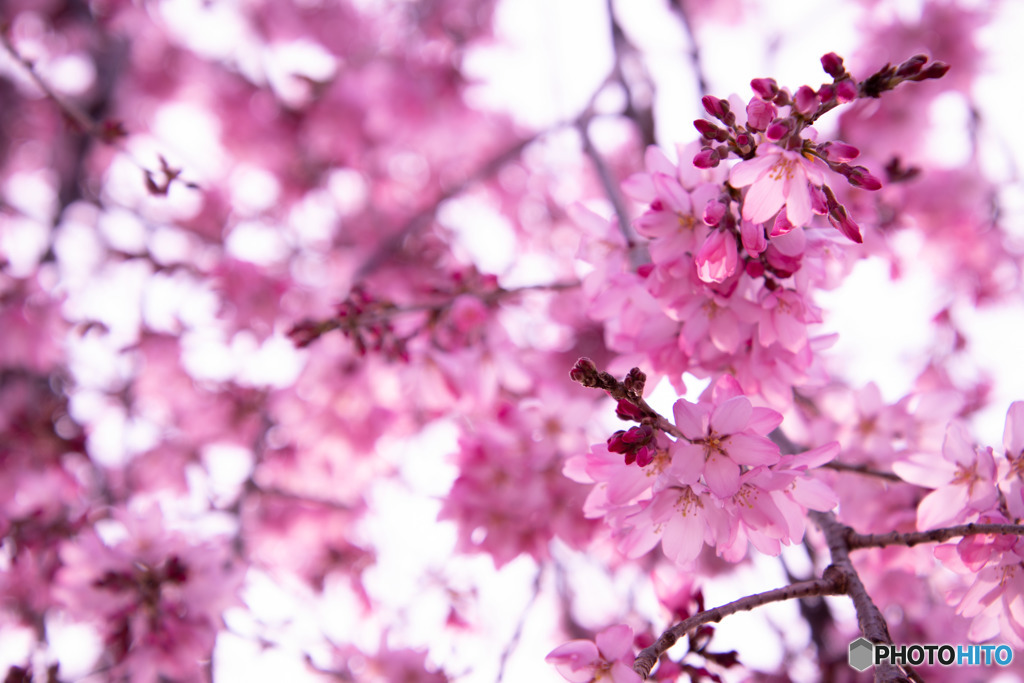入間川桜