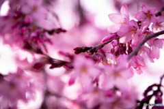 入間川桜