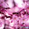 入間川桜