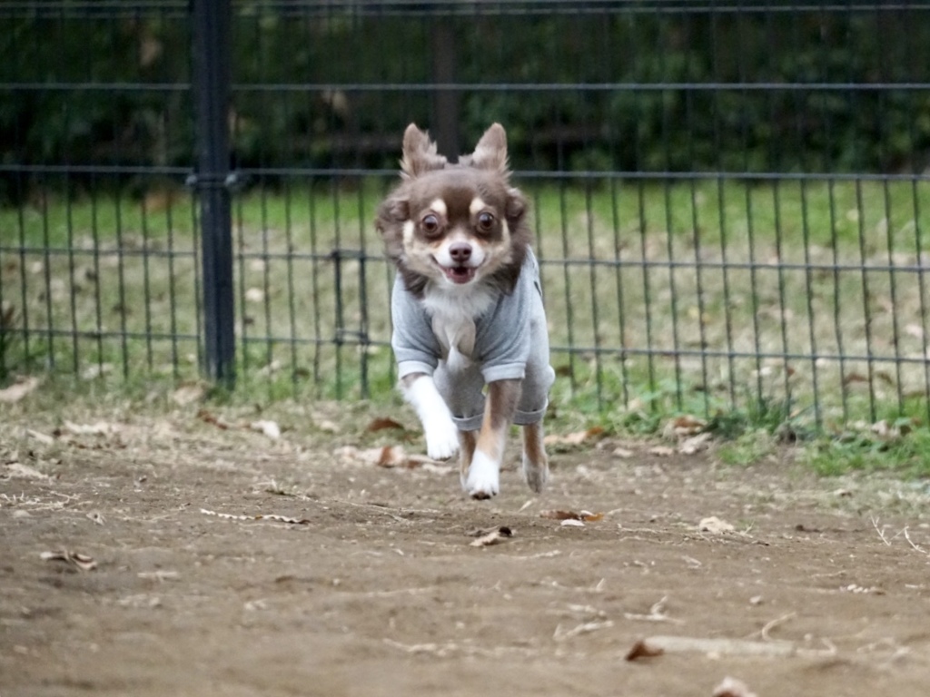 飛行犬3