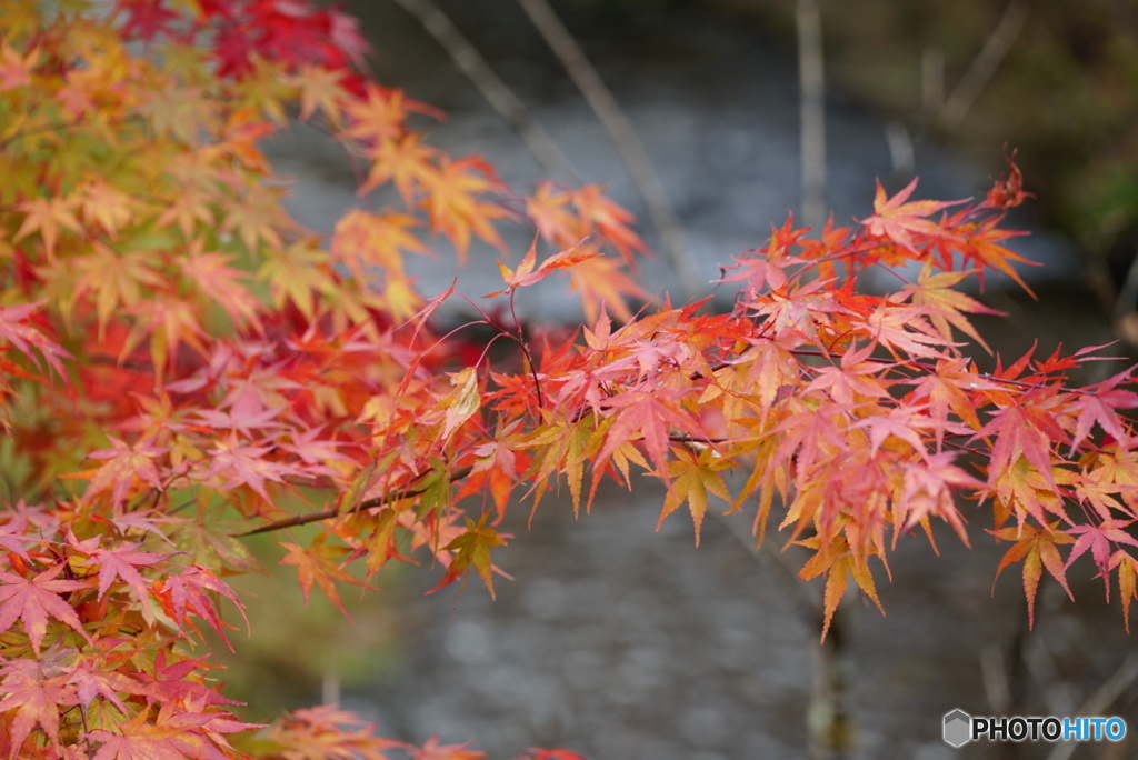 紅葉1