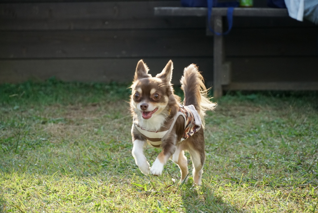 走る犬２