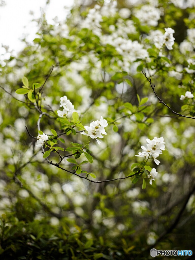 桜(MMFC2698C)