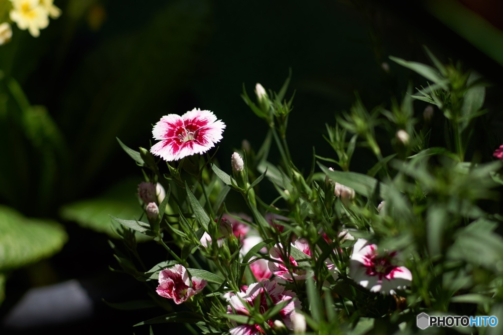 971D0109-F15A-4AEE-BD5F-60ABD4BF6BEB