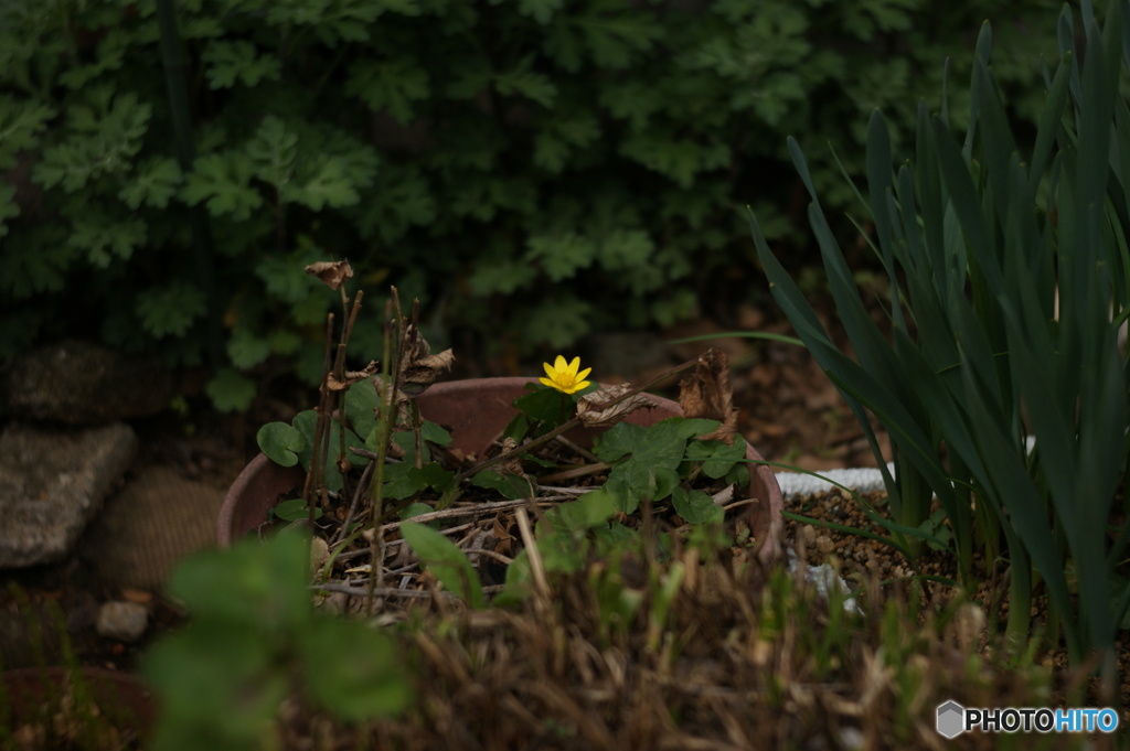 黄色の小さな花