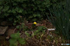 黄色の小さな花