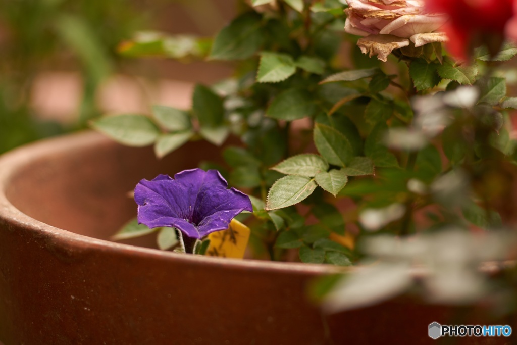 102433DA-B092-4A79-81D1-BD2A71FBEF45