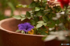 102433DA-B092-4A79-81D1-BD2A71FBEF45