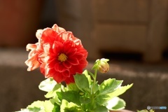 1C1BB613-B347-4393-9589-664EC01D392B