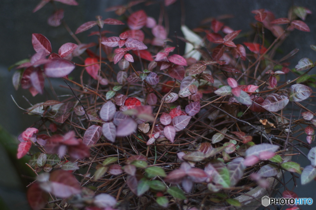 紅葉ですね