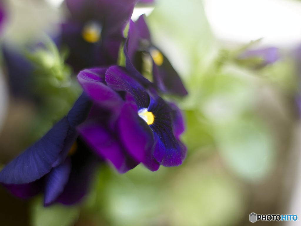濃い紫のパンジー(MMFC1359C1)