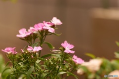 C421E612-F4AF-4E1D-9807-54B056F4C802