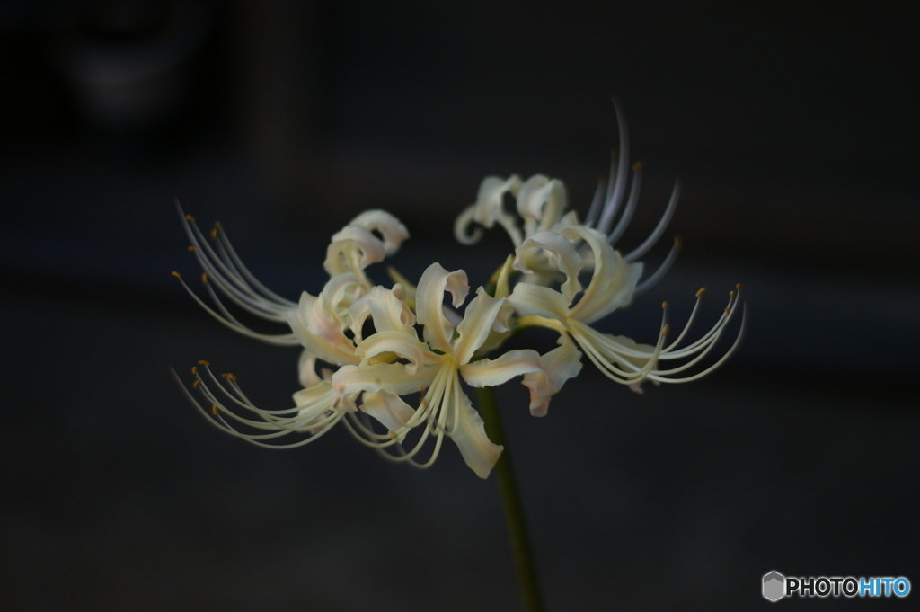 曼珠沙華、ヒガンバナ
