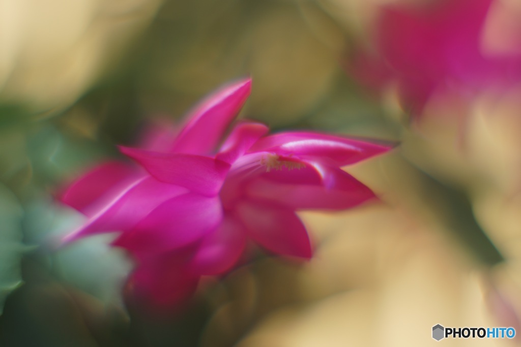 2A7052C0-5937-418B-85B4-AA76B63C198F