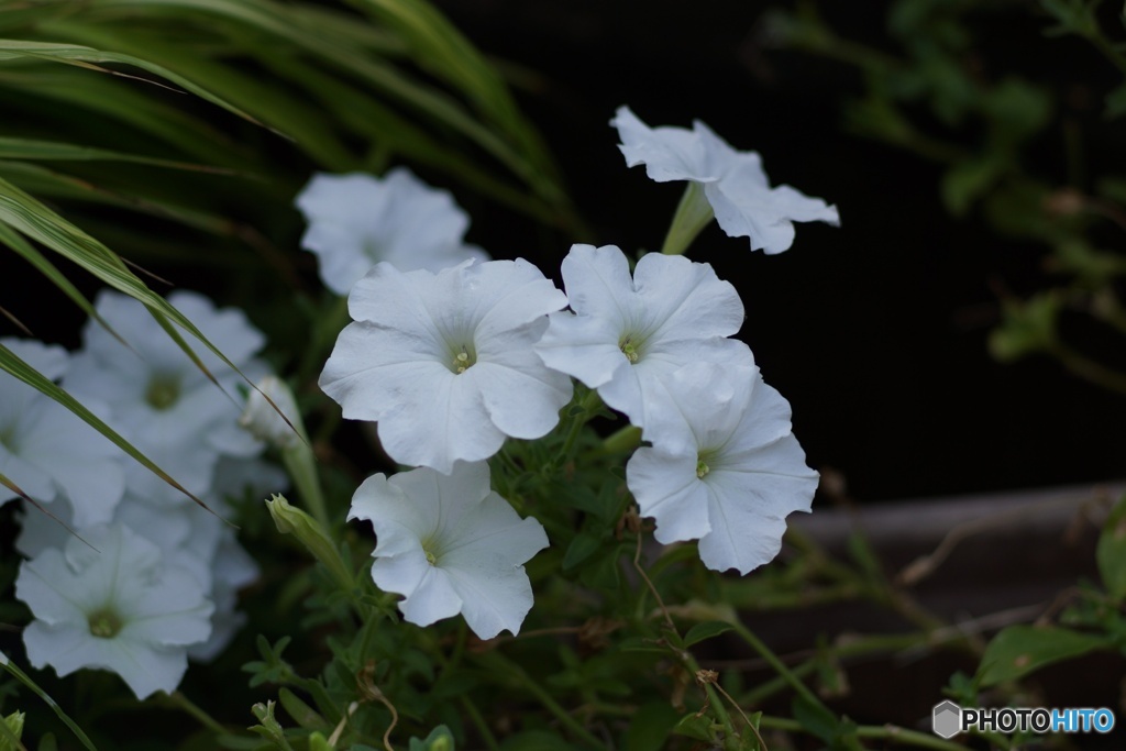 4E28ED31-9CC6-4131-8C75-761A1F8B7DC8