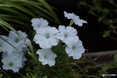 4E28ED31-9CC6-4131-8C75-761A1F8B7DC8