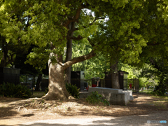 上野公園にて（MMFC0484C1）