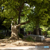 上野公園にて（MMFC0484C1）