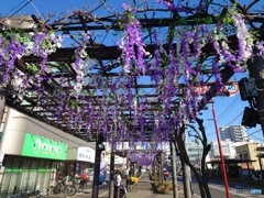 藤（スマホで撮影）