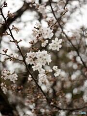 桜(MMFC2735C)