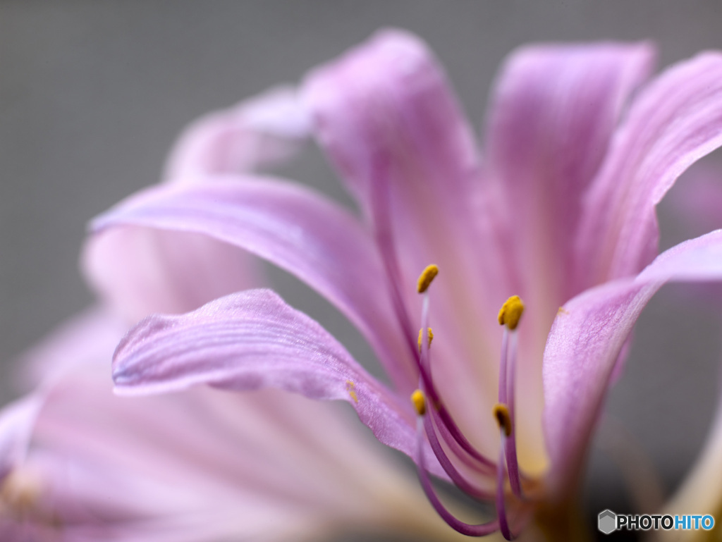 夏水仙の花