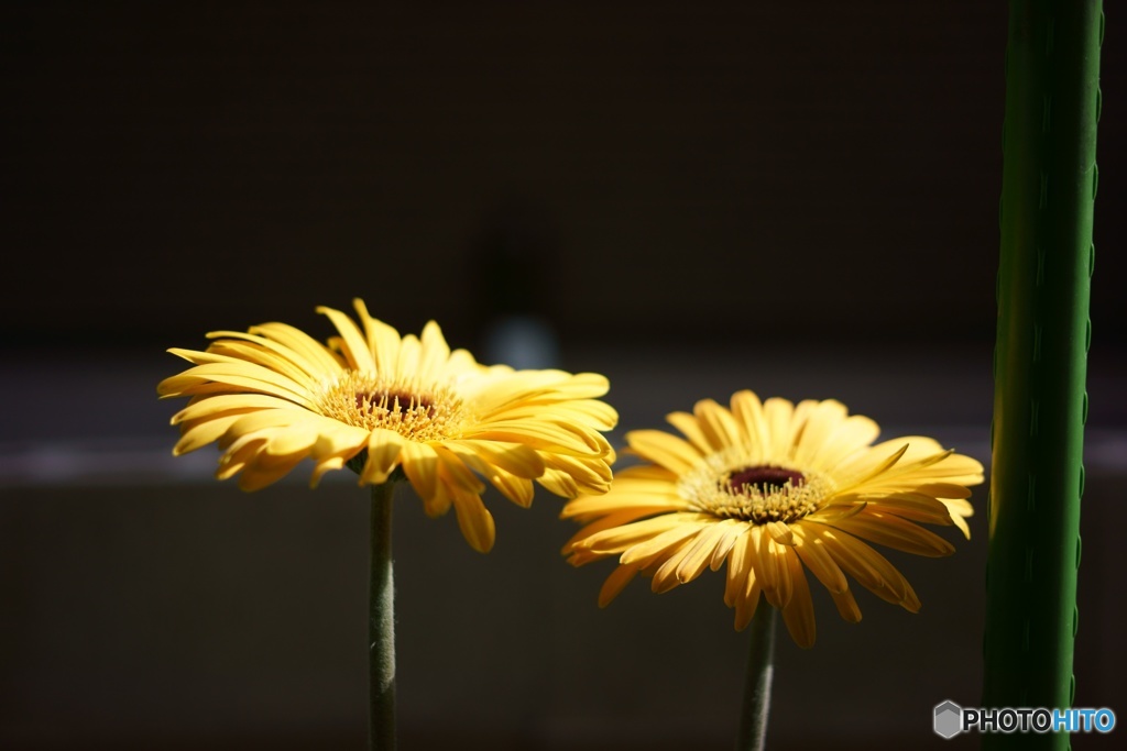 1ED2D664-66E5-431B-8BB9-07B2D95A2839