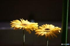 1ED2D664-66E5-431B-8BB9-07B2D95A2839