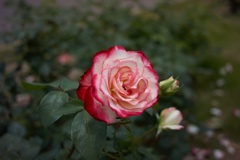 B062AB54-3CED-4AC5-9DC1-3604F3E70101