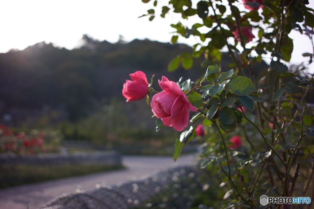 FBEFD211-FCEF-4F1B-B71B-76855A7E16F6