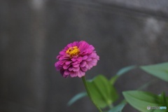 006B8AEE-4C88-42C3-B3EA-0C91B93D3F52