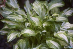 FAE1DAAB-93D0-4297-BD13-A81309570B71