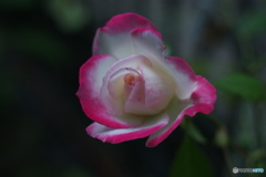 白ピンク色のバラ