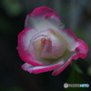 白ピンク色のバラ