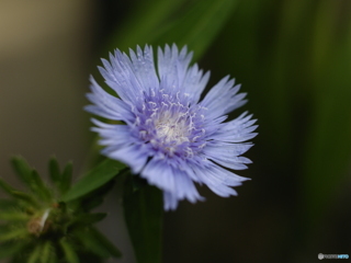 花(MMFC0253)