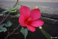 C4F8A72B-4F1B-4C16-BC2D-A6B3A51B1481