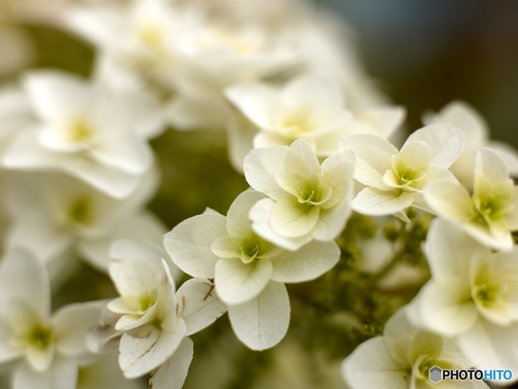 紫陽花(MMFC1653C1)