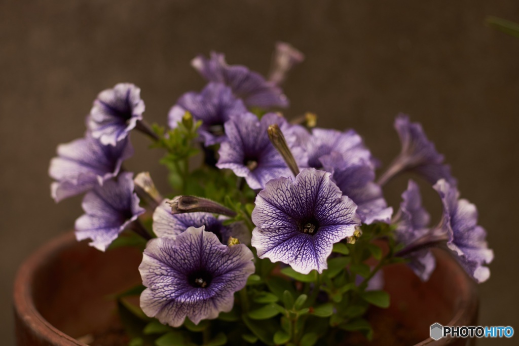 035BF85F-165E-40A4-88AC-E4041091D100