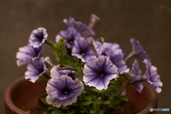 035BF85F-165E-40A4-88AC-E4041091D100