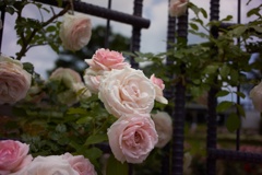 3F2C42E9-372A-46C0-9DE4-AAFA4D8851F5