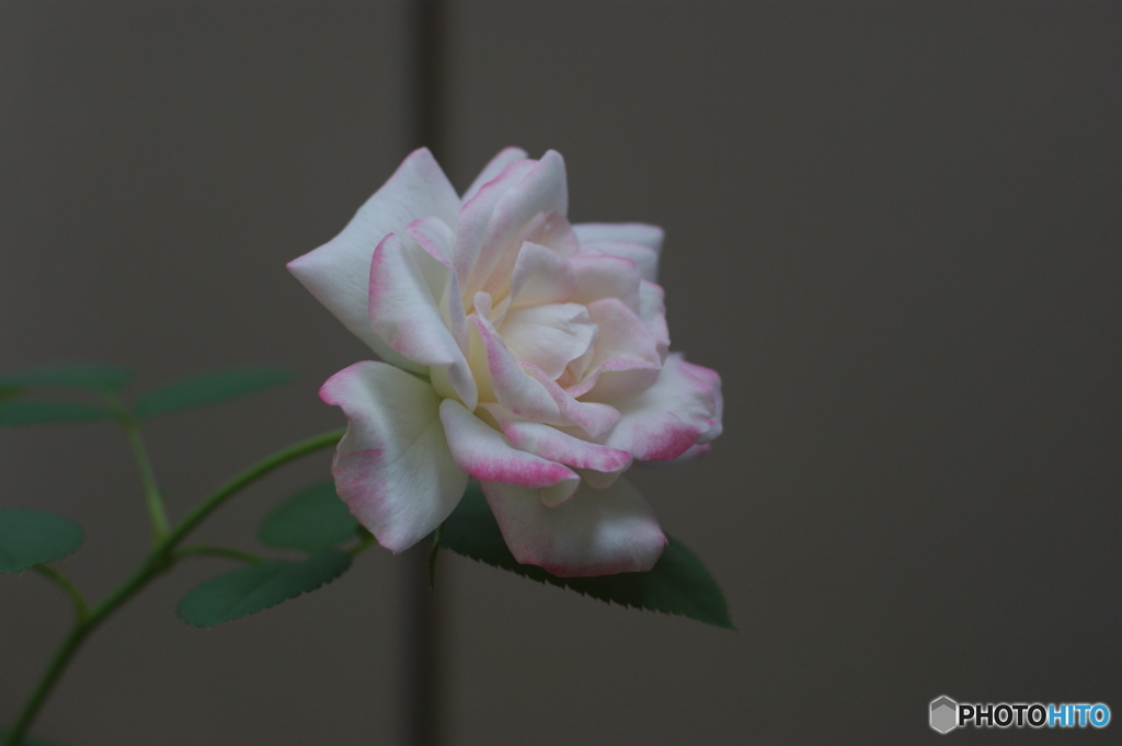D8C3D69A-228D-41A5-9194-BC98170C177A