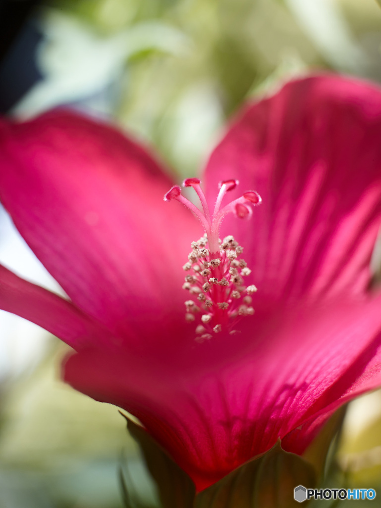 たぶん、ハイビスカスの花