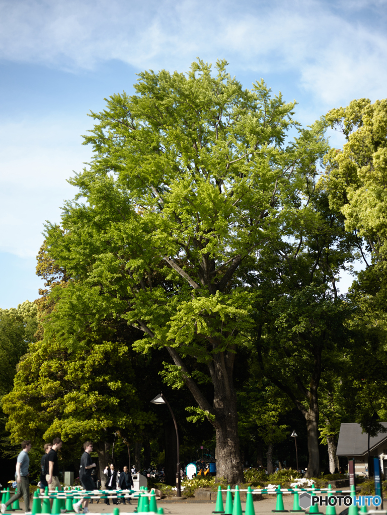 上野公園にて（MMFC0500C1）